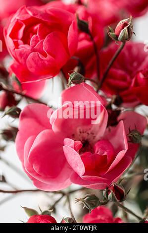Beau fond floral de roses roses roses en gros plan. Recadrage vertical. Gros plan. Banque D'Images
