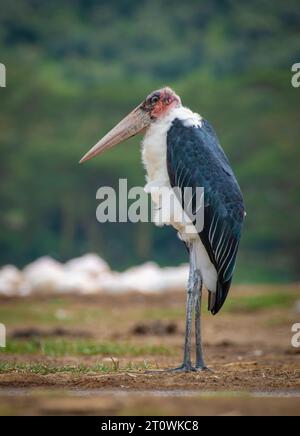 Cigogne de Marabou Grand échassier de la famille des cigognes, cigogne africaine de Marabou Banque D'Images