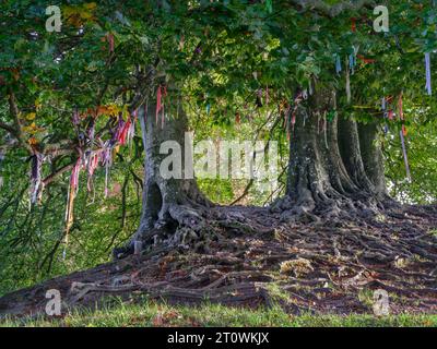 Avebury, Wiltshire - Angleterre. Rubans et offrandes attachés aux branches et aux racines des anciens hêtres à Avebury dans le Wiltshire. Mon contemporain Banque D'Images