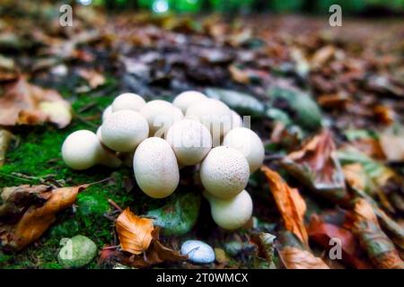 champignons au sommet d'une souche en bois, forêt d'automne avec des feuilles et de la mousse, vue de dessus Banque D'Images