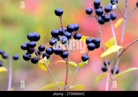 Fruits noirs du privet européen (Ligustrum vulgare). Banque D'Images