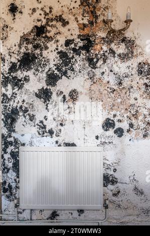 Moisissure noire (stachybotrys chartarum) causée par la pénétration d'humidité et/ou le manque de ventilation dans une maison vide. Il peut s'agir d'un risque sanitaire sérieux (Royaume-Uni) Banque D'Images