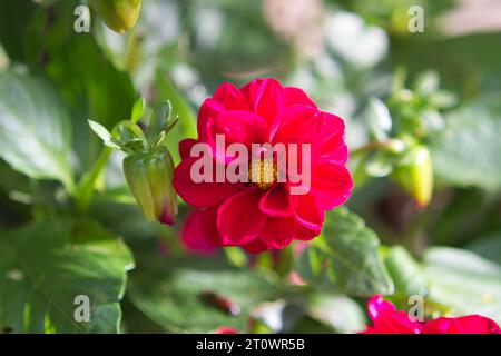 Dahlia pinnata en fleur avec une fleur rouge et un bourgeon fermé. Banque D'Images