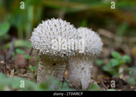 Une paire de boulettes communes, Lycoperdon perlatum, de jeunes spécimens sont considérés comme un bon champignon comestible Banque D'Images