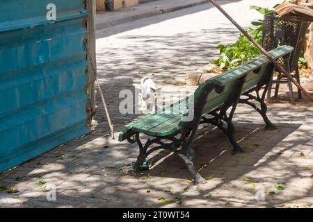 Un chat errant se promène devant un kiosque métallique et un banc dans une rue de la capitale cubaine. Banque D'Images