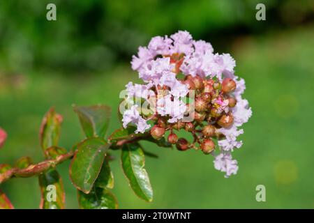 Italie, Lombardie, fleurs de Lagerstroemia indica rosea Banque D'Images