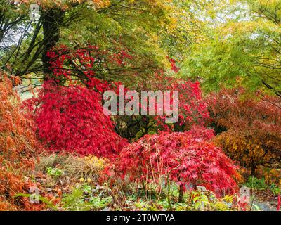 Couleur d'automne éclatante dans la clairière Acer au Garden House, Buckland Monachorum, Devon, Royaume-Uni Banque D'Images