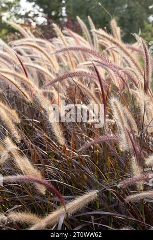 Pennisetum setaceum 'rubrum' - herbe fontaine violette. Banque D'Images