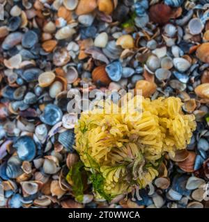 créature, escargot, coquille en spirale, crabe de noix de coco, paysage de mer, relaxation, conque, liberté, design, bleu, ailes, poisson, paysage, sauvage, faune, à l'extérieur, e Banque D'Images