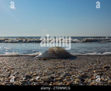 créature, escargot, coquille en spirale, crabe de noix de coco, paysage de mer, relaxation, conque, liberté, design, bleu, ailes, poisson, paysage, sauvage, faune, à l'extérieur, e Banque D'Images