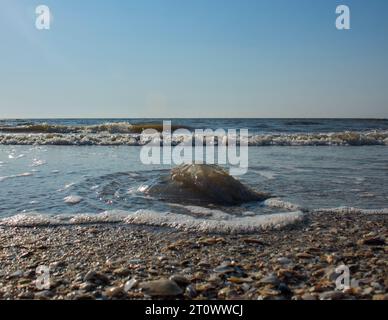 créature, escargot, coquille en spirale, crabe de noix de coco, paysage de mer, relaxation, conque, liberté, design, bleu, ailes, poisson, paysage, sauvage, faune, à l'extérieur, e Banque D'Images