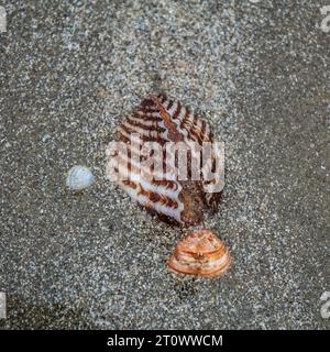 créature, escargot, coquille en spirale, crabe de noix de coco, paysage de mer, relaxation, conque, liberté, design, bleu, ailes, poisson, paysage, sauvage, faune, à l'extérieur, e Banque D'Images