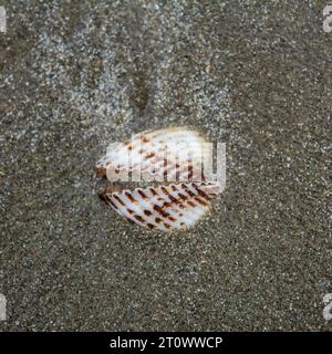 créature, escargot, coquille en spirale, crabe de noix de coco, paysage de mer, relaxation, conque, liberté, design, bleu, ailes, poisson, paysage, sauvage, faune, à l'extérieur, e Banque D'Images