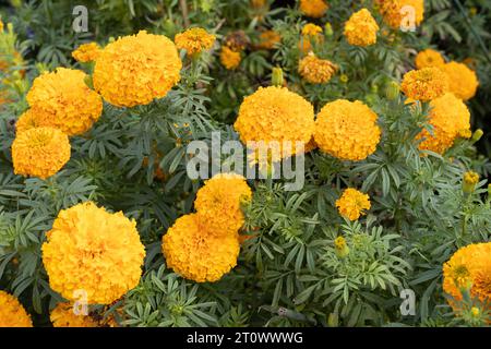 Tagetas Erecta 'Bali Orange' fleurs de souci africain poussant dans un jardin. Banque D'Images