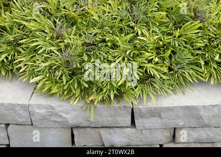 Ipomoea batatas 'Sweet Caroline Medusa Green' vigne de patate douce poussant dans un jardin. Banque D'Images