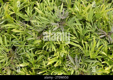 Ipomoea batatas 'Sweet Caroline Medusa Green' vigne de patate douce poussant dans un jardin. Banque D'Images