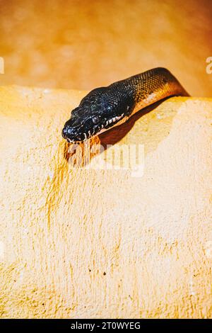 Portrait rapproché d'un python à lèvres blanches ou bothrochilus albertisii Banque D'Images