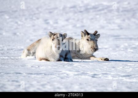 Paire de rennes, jeunes mâles et femelles, sur la neige du Svalbard, archipel norvégien entre la Norvège continentale et le pôle Nord Banque D'Images