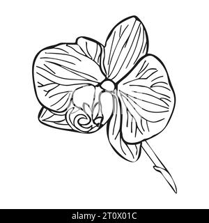 Tête de fleur tropicale d'orchidée. Illustration dessinée à la main de dessin au trait vectoriel pour la conception de carte ou d'invitation, logo. Illustration de Vecteur