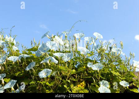 Fleurs Ipomoea Tricolor Ismay Morning Glory. Banque D'Images