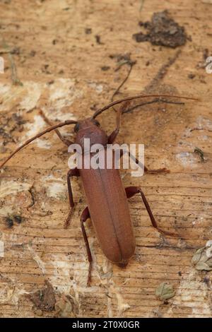 Gros plan détaillé sur un grand scarabée de longhorn fomr sud de la France , l'épi de rouille, Arhopalus rusticus assis sur un morceau de bois Banque D'Images