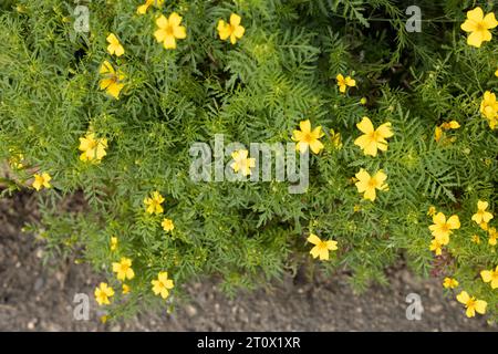 Tagetes tenuifolia 'citron gemme' fleurs. Banque D'Images