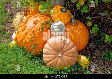 Citrouilles et gourdes uniques et insolites empilées ensemble contre une clôture en bois pour un affichage en plein air de vacances sur une journée ensoleillée au début de l'automne closeup vi Banque D'Images