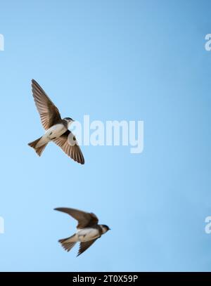 Deux martres de sable ou martres du Rhin, forme nominative (Riparia riparia riparia) volant au soleil contre un ciel bleu, réserve naturelle de Wulfener Steilkueste Banque D'Images