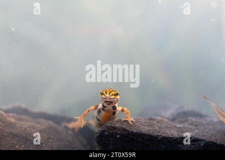 Triton vulgaris (Lissotriton vulgaris), mâle en frai aquatique nage dans l'eau, photo sous-marine en frai, Ratingen, Rhénanie-du-Nord-Westphalie Banque D'Images