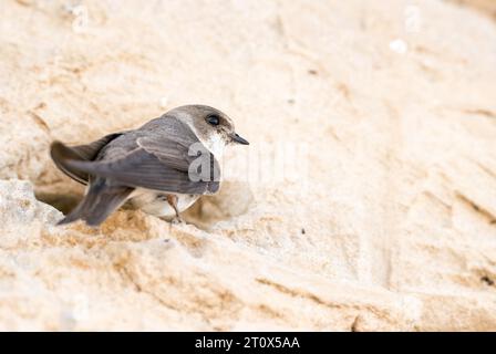 Sable martin ou Rhin martin, nominé (Riparia riparia riparia) se trouve au terrier de reproduction dans une falaise sablonneuse, falaise sur la mer Baltique, Wulfener Banque D'Images