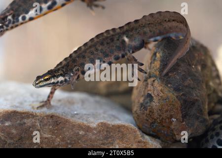 Triton vulgaris (Lissotriton vulgaris), mâle en frai aquatique nage dans l'eau, photo sous-marine en frai, Inden, Rhénanie-du-Nord-Westphalie Banque D'Images