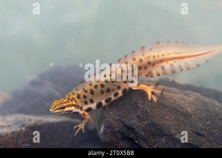 Triton vulgaris (Lissotriton vulgaris), mâle en frai aquatique nage dans l'eau, photo sous-marine en frai, Ratingen, Rhénanie-du-Nord-Westphalie Banque D'Images