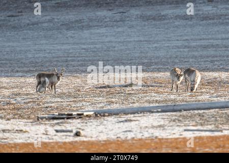 Quatre rennes svalbard (Rangifer tarandus platyrhynchus), toundra, automne, Kapp Wijk, Svalbard, Norvège Banque D'Images