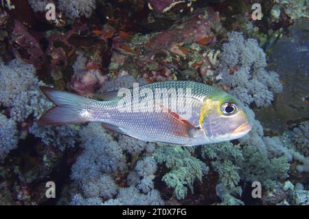 Humpnose big-eye daurade (Monotaxis grandoculis), site de plongée dangereux récif, récif de St Johns, Saint Johns, mer Rouge, Egypte Banque D'Images