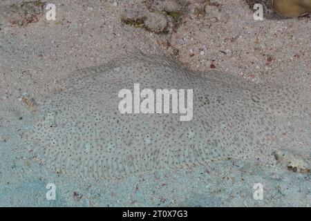 Semelle sans ailettes (Pardachirus marmoratus) bien camouflée dans le sable. Site de plongée Marsa Shona Reef, Red Sea, Égypte Banque D'Images