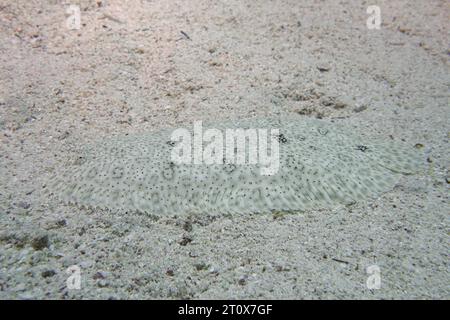 Semelle sans finin bien camouflée (Pardachirus marmoratus) dans le sable. Site de plongée Maison Reef mangrove Bay, El Quesir, Egypte, Mer Rouge Banque D'Images