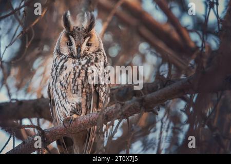 hibou observation d'oiseaux sauvages à longues oreilles depuis une branche de pin dans un bois mystérieux Banque D'Images