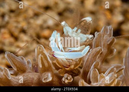 Gros plan extrême de splendides crevettes partenaires (Ancylomenes magnificus) Splendid partenaire crevettes regarde directement le spectateur assis sur le corail en cuir Banque D'Images