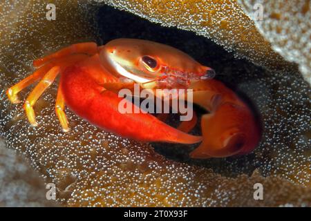 Gros plan de crabe corallien rouge (Trapezia formosa) montrant un comportement typique assis dans la cavité vivante chez le partenaire corallien corail (Acropora) dans Banque D'Images