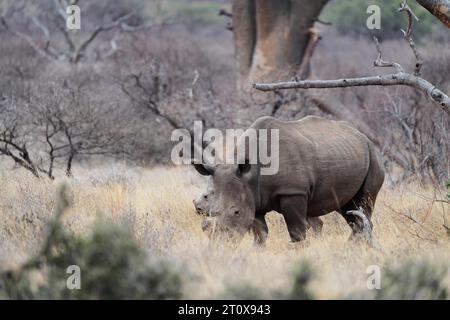 Rhinocéros blanc, Limpopo, Afrique du Sud Banque D'Images