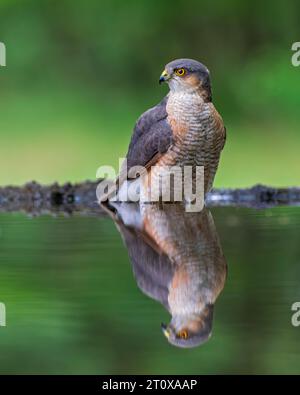 Sparrowhawk (Accipiter nisus) mâle, oiseau de proie, se baignant dans un abreuvoir, assis dans l'eau, parc national de Kiskunsag, Hongrie Banque D'Images