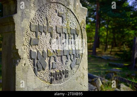 Karczew, Mazovien, Pologne. 8 octobre 2023. Le cimetière dans la forêt, l'un des rares qui peut être facilement atteint en vélo ou à pied, n'est pas clôturé - il y a des pierres jetées sur le bord du cimetière. Au total, il y a environ 120 pierres tombales (matzevot). L'état de certains d'entre eux est bon, étant donné qu'ils ont été détruits par la Wehrmacht et pillés par la République populaire de Pologne. Le cimetière existe depuis la fin du 19e siècle. Les habitants d'Otwock et des environs y ont été enterrés (image de crédit : © Hubert Mathis/ZUMA Press Wire) POUR USAGE ÉDITORIAL SEULEMENT Banque D'Images