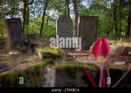 Karczew, Mazovien, Pologne. 8 octobre 2023. Le cimetière dans la forêt, l'un des rares qui peut être facilement atteint en vélo ou à pied, n'est pas clôturé - il y a des pierres jetées sur le bord du cimetière. Au total, il y a environ 120 pierres tombales (matzevot). L'état de certains d'entre eux est bon, étant donné qu'ils ont été détruits par la Wehrmacht et pillés par la République populaire de Pologne. Le cimetière existe depuis la fin du 19e siècle. Les habitants d'Otwock et des environs y ont été enterrés (image de crédit : © Hubert Mathis/ZUMA Press Wire) POUR USAGE ÉDITORIAL SEULEMENT Banque D'Images