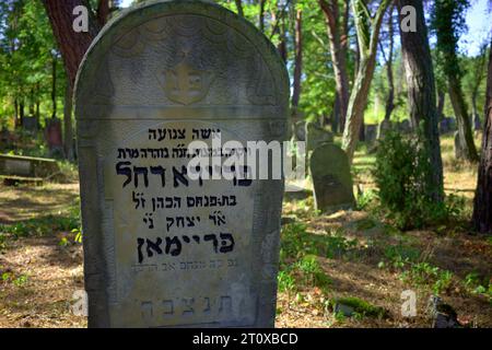 Karczew, Mazovien, Pologne. 8 octobre 2023. Le cimetière dans la forêt, l'un des rares qui peut être facilement atteint en vélo ou à pied, n'est pas clôturé - il y a des pierres jetées sur le bord du cimetière. Au total, il y a environ 120 pierres tombales (matzevot). L'état de certains d'entre eux est bon, étant donné qu'ils ont été détruits par la Wehrmacht et pillés par la République populaire de Pologne. Le cimetière existe depuis la fin du 19e siècle. Les habitants d'Otwock et des environs y ont été enterrés (image de crédit : © Hubert Mathis/ZUMA Press Wire) POUR USAGE ÉDITORIAL SEULEMENT Banque D'Images