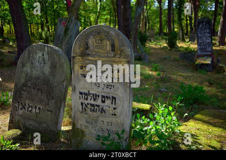 Karczew, Mazovien, Pologne. 8 octobre 2023. Le cimetière dans la forêt, l'un des rares qui peut être facilement atteint en vélo ou à pied, n'est pas clôturé - il y a des pierres jetées sur le bord du cimetière. Au total, il y a environ 120 pierres tombales (matzevot). L'état de certains d'entre eux est bon, étant donné qu'ils ont été détruits par la Wehrmacht et pillés par la République populaire de Pologne. Le cimetière existe depuis la fin du 19e siècle. Les habitants d'Otwock et des environs y ont été enterrés (image de crédit : © Hubert Mathis/ZUMA Press Wire) POUR USAGE ÉDITORIAL SEULEMENT Banque D'Images