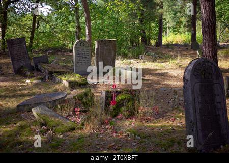 Karczew, Mazovien, Pologne. 8 octobre 2023. Le cimetière dans la forêt, l'un des rares qui peut être facilement atteint en vélo ou à pied, n'est pas clôturé - il y a des pierres jetées sur le bord du cimetière. Au total, il y a environ 120 pierres tombales (matzevot). L'état de certains d'entre eux est bon, étant donné qu'ils ont été détruits par la Wehrmacht et pillés par la République populaire de Pologne. Le cimetière existe depuis la fin du 19e siècle. Les habitants d'Otwock et des environs y ont été enterrés (image de crédit : © Hubert Mathis/ZUMA Press Wire) POUR USAGE ÉDITORIAL SEULEMENT Banque D'Images