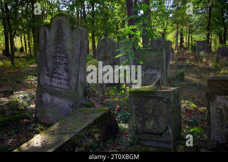 Karczew, Mazovien, Pologne. 8 octobre 2023. Le cimetière dans la forêt, l'un des rares qui peut être facilement atteint en vélo ou à pied, n'est pas clôturé - il y a des pierres jetées sur le bord du cimetière. Au total, il y a environ 120 pierres tombales (matzevot). L'état de certains d'entre eux est bon, étant donné qu'ils ont été détruits par la Wehrmacht et pillés par la République populaire de Pologne. Le cimetière existe depuis la fin du 19e siècle. Les habitants d'Otwock et des environs y ont été enterrés (image de crédit : © Hubert Mathis/ZUMA Press Wire) POUR USAGE ÉDITORIAL SEULEMENT Banque D'Images