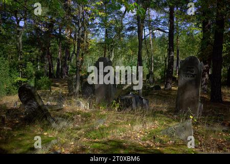 Karczew, Mazovien, Pologne. 8 octobre 2023. Le cimetière dans la forêt, l'un des rares qui peut être facilement atteint en vélo ou à pied, n'est pas clôturé - il y a des pierres jetées sur le bord du cimetière. Au total, il y a environ 120 pierres tombales (matzevot). L'état de certains d'entre eux est bon, étant donné qu'ils ont été détruits par la Wehrmacht et pillés par la République populaire de Pologne. Le cimetière existe depuis la fin du 19e siècle. Les habitants d'Otwock et des environs y ont été enterrés (image de crédit : © Hubert Mathis/ZUMA Press Wire) POUR USAGE ÉDITORIAL SEULEMENT Banque D'Images