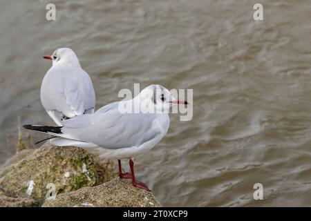 Mouette à tête noire sur un rocher à côté de l'eau Banque D'Images