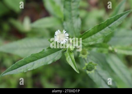 Vue aérienne d'une minuscule fleur blanche d'une plante de fausse Marguerite (Eclipta prostrata). Cette plante connue sous le nom de plante Keekiridiya au Sri Lanka Banque D'Images